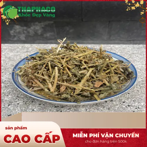 Hình ảnh cà gai leo tươi nguyên chất trước khi chế biến tại THAPHACO