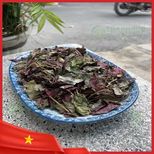 Lá đơn đỏ dùng đúng cách mang lại lợi ích sức khỏe