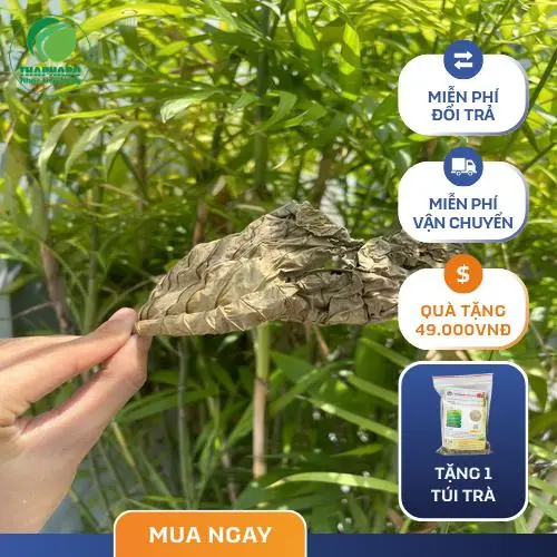 Lá Khôi Tía sấy khô đóng gói tại THAPHACO