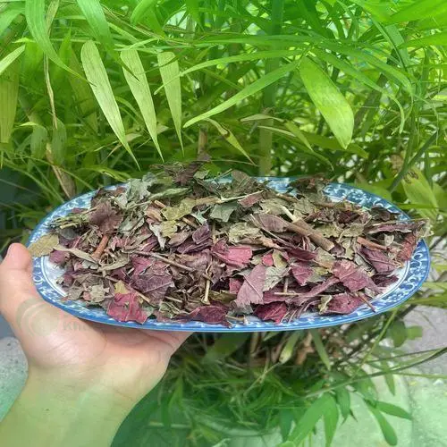 Lá đơn đỏ sau khi được thu hái và sơ chế cẩn thận tại Thảo Dược Tươi THAPHACO, sẵn sàng cho người dùng