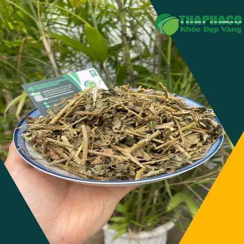 Quy trình phơi sấy cà gai leo đạt chuẩn tại THAPHACO