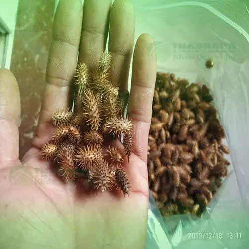 Ké đầu ngựa sấy khô được đóng gói kỹ lưỡng sẵn sàng giao hàng