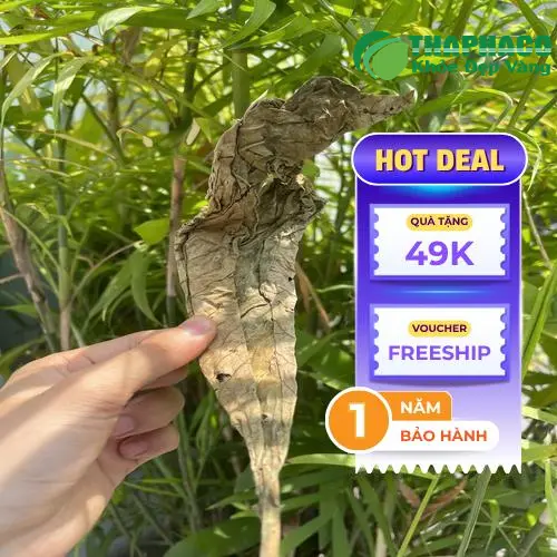 Lá khôi tía khô đóng gói chuẩn tại Thảo Dược Tươi THAPHACO