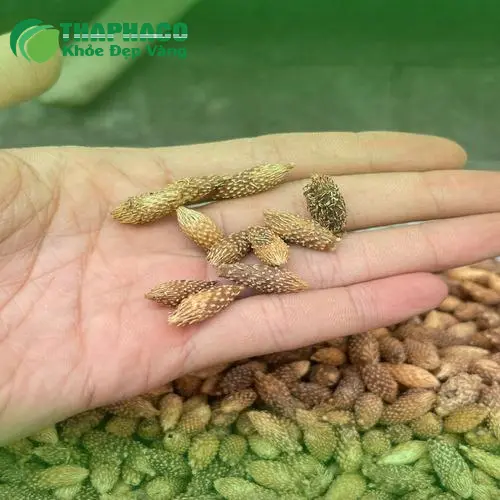 Bảo quản ké đầu ngựa khô đúng cách tại nhà
