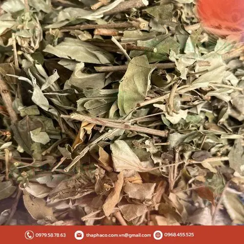 Sản phẩm Khổ Sâm đóng gói tại THAPHACO