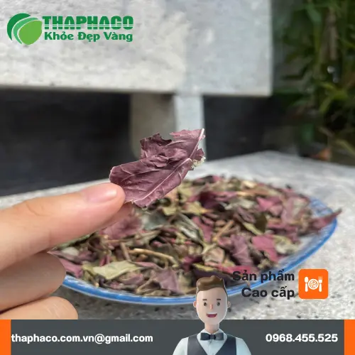 Giải đáp thắc mắc về công dụng của lá đơn đỏ và cách dùng
