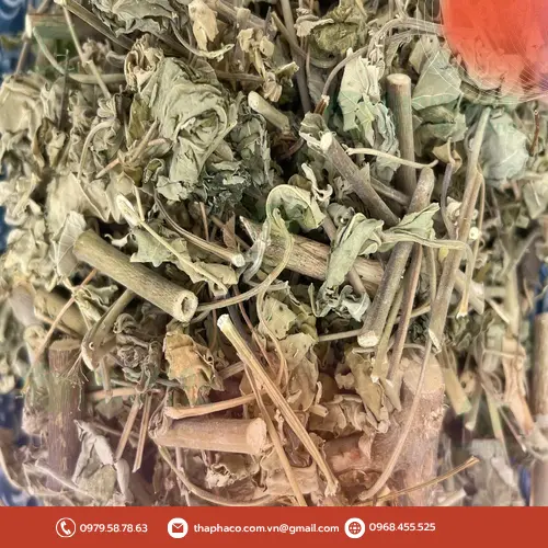 Lá cây cối xay dưới kính hiển vi, minh họa cơ chế hoạt động
