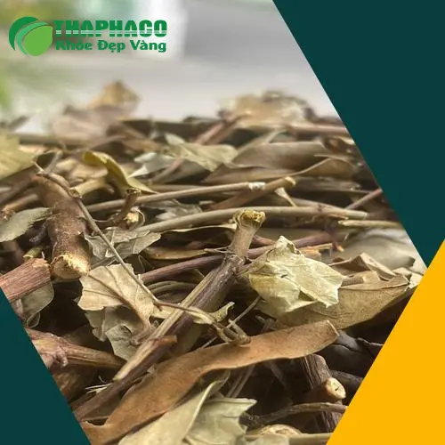 Hình ảnh cây chè vằng tươi tại Thảo Dược Tươi THAPHACO