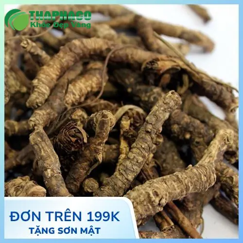 Hình ảnh củ Hoàng Liên thô chưa sơ chế