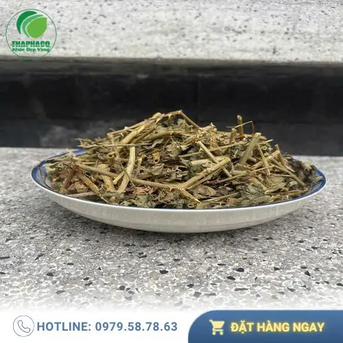 Cây Cà Gai Leo tươi nguyên chất