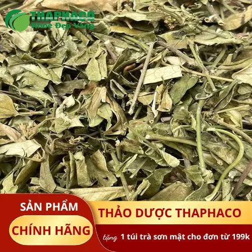 Dây thìa canh lá tươi