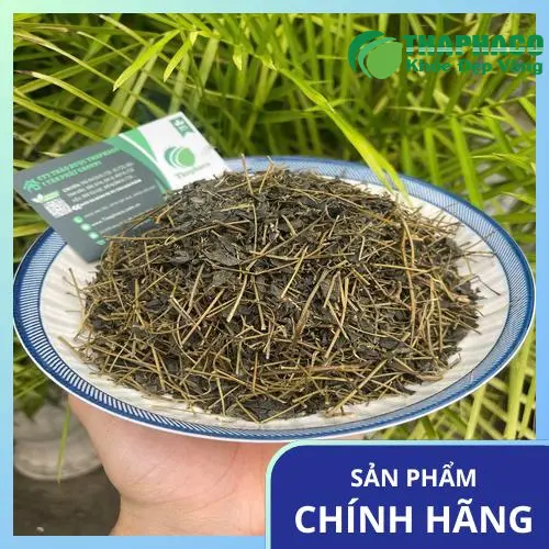 Giảo cổ lam tươi chất lượng cao tại Thảo Dược Tươi THAPHACO
