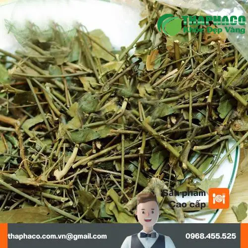 Hình ảnh cây chè vằng tươi