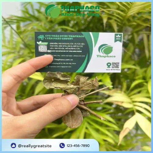 Cách chọn chè vằng khô chất lượng cao tại Thảo Dược Tươi THAPHACO