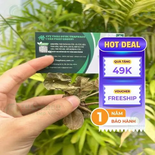 Cận cảnh chè vằng sấy khô nguyên chất THAPHACO
