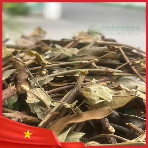 Chè vằng sấy khô cao cấp tại Thảo Dược Tươi THAPHACO