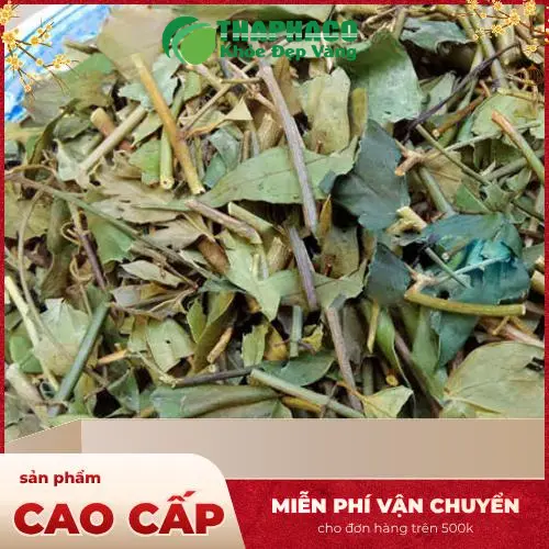 Lá chè vằng đã được phơi khô