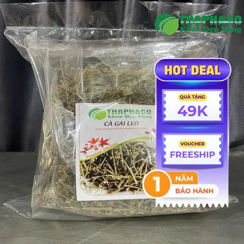 Người đang sử dụng cà gai leo cần lưu ý gì?