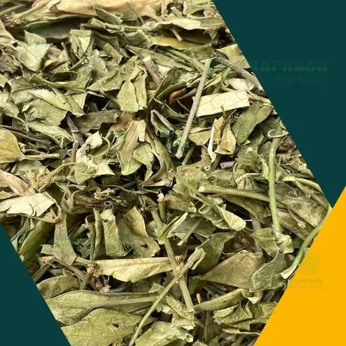 Pha trà Dây Thìa Canh sấy khô đúng cách