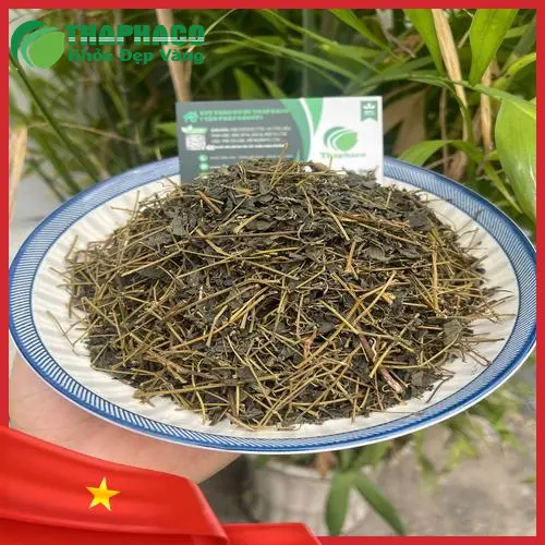 Giảo cổ lam tươi chất lượng cao được kiểm định nghiêm ngặt