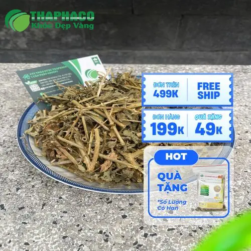 Hướng dẫn bảo quản cà gai leo khô và tươi