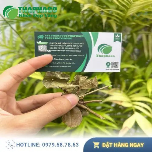 Hình ảnh cây chè vằng tươi tự nhiên, xanh tốt