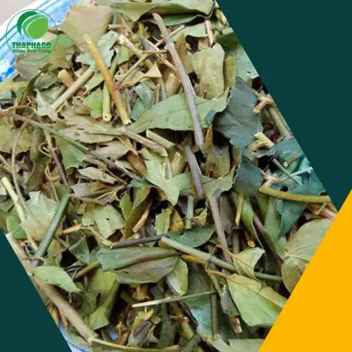 Người phụ nữ trẻ đang uống trà chè vằng thơm ngon