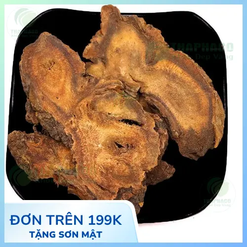 Cây đại hoàng tươi, nguồn gốc của thảo dược quý giá