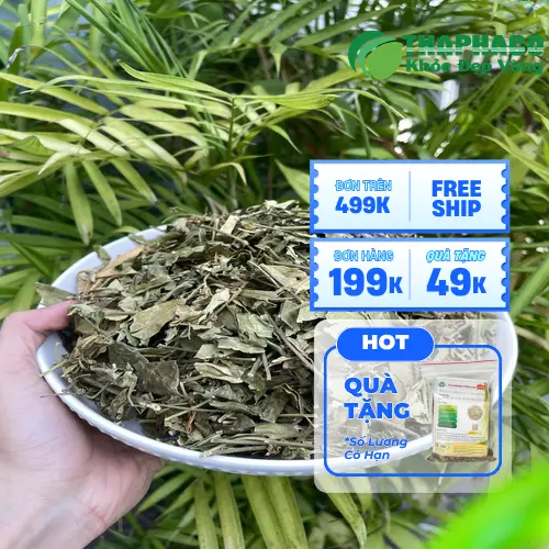 Dây thìa canh tươi xanh, giúp hỗ trợ kiểm soát đường huyết hiệu quả