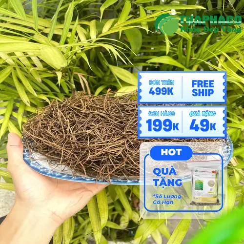 Dây tơ hồng tươi, thân cây mọc trên cây chủ