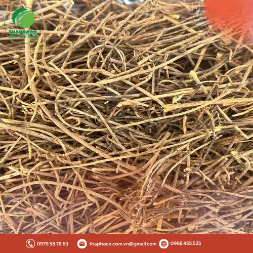 Cách bảo quản dây tơ hồng tươi giữ dược tính