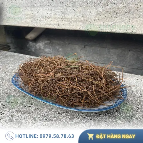 Dây tơ hồng tươi được bảo quản và trưng bày tại cửa hàng