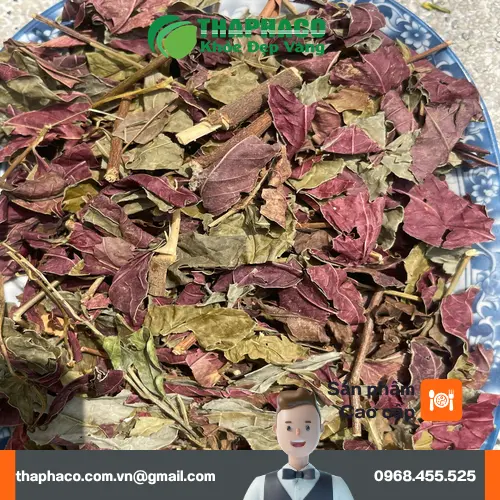 Hình ảnh cây đơn lá đỏ tươi Thảo Dược Tươi THAPHACO