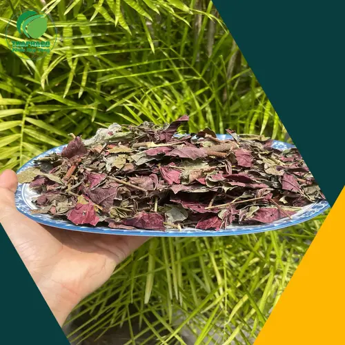 Lá đơn đỏ sấy khô chất lượng cao từ Thảo Dược Tươi THAPHACO