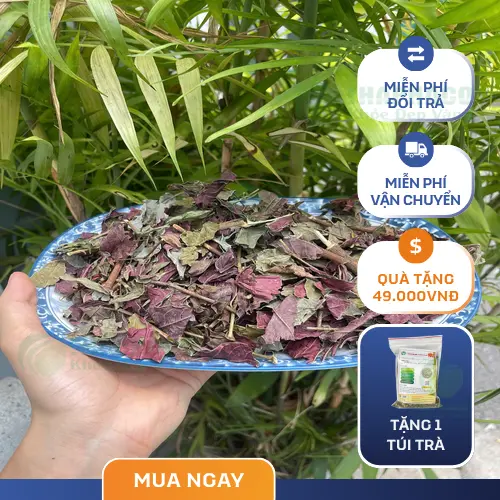 Quy trình sấy khô lá đơn đỏ hiện đại