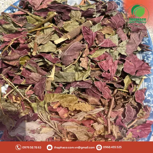 Quy trình phơi sấy lá dơn đỏ giữ trọn tinh túy