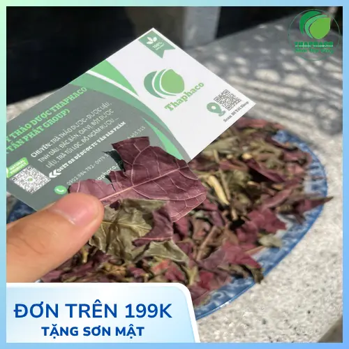 Quy trình phơi sấy lá đơn đỏ tại Thảo Dược Tươi THAPHACO