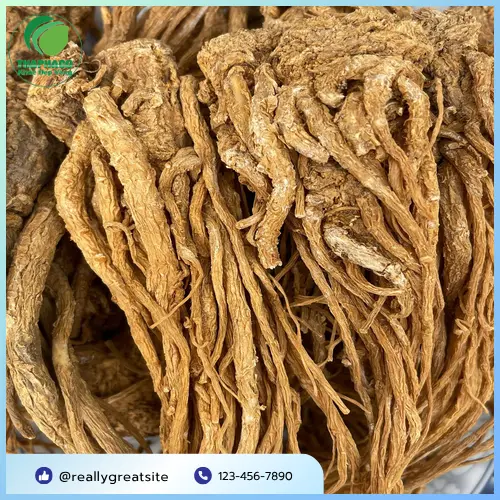 Hình ảnh thân cây đương quy tươi