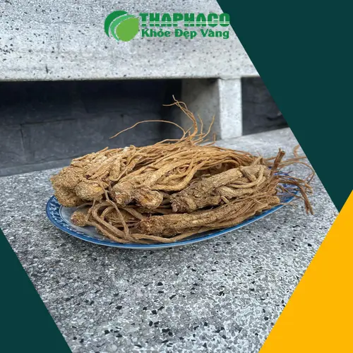 Hình ảnh củ đương quy tươi tự nhiên, chất lượng cao của Thảo Dược Tươi THAPHACO