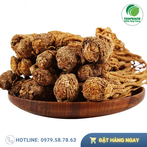 Hình ảnh đương quy tươi tại Thảo Dược Tươi THAPHACO