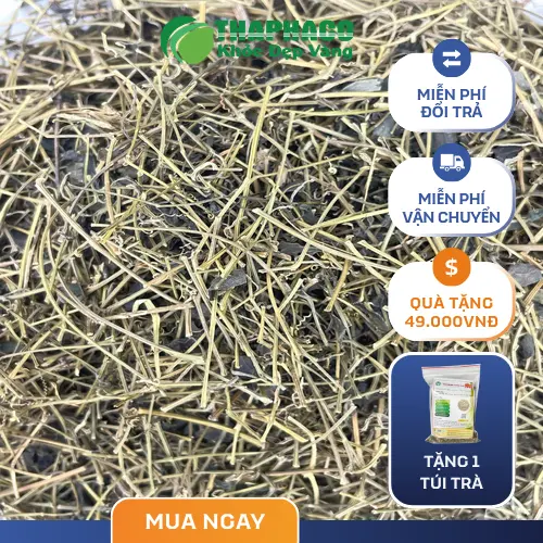 Giảo cổ lam và những điều cần biết cho người bệnh gan