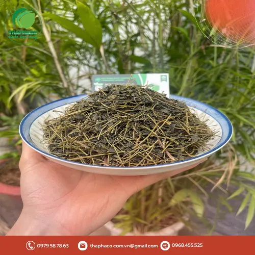 Giảo Cổ Lam tươi nguyên chất từ THAPHACO
