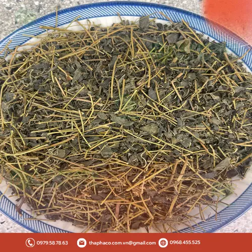 Giảo cổ lam THAPHACO - Nguồn gốc rõ ràng, quy trình kiểm soát chặt chẽ