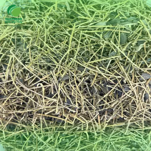 Quy trình đóng gói Giảo Cổ Lam sạch tại THAPHACO