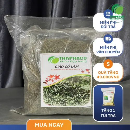Lá Giảo Cổ Lam tươi xanh nguyên chất