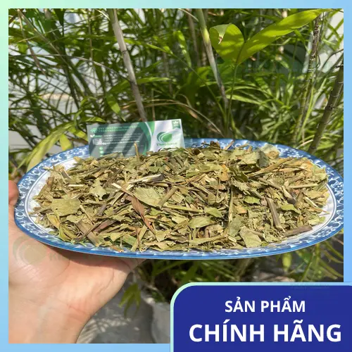 Cây Hoàn Ngọc tươi xanh tại vườn