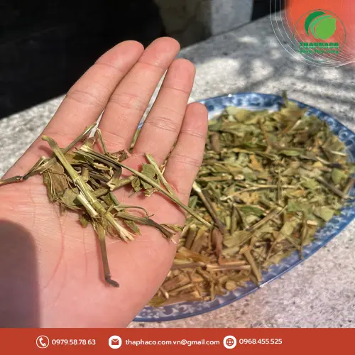 Lá Hoàn Ngọc tươi được chọn lọc cẩn thận