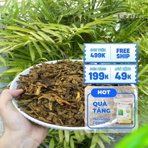 Cách bảo quản hoàng liên tươi