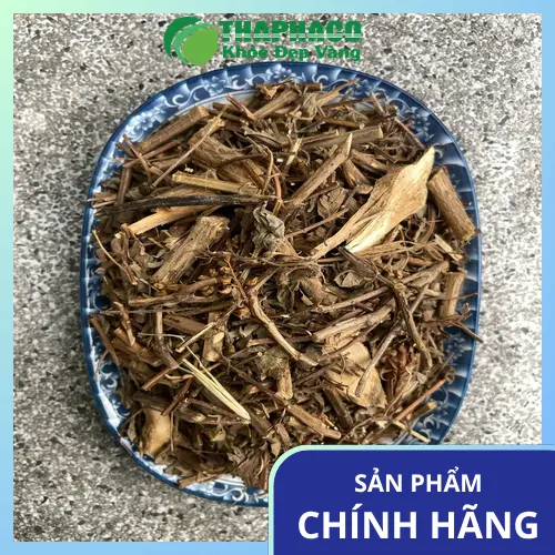 Hình ảnh cây hương nhu tươi với lá xanh mướt, biểu tượng của thảo dược tự nhiên