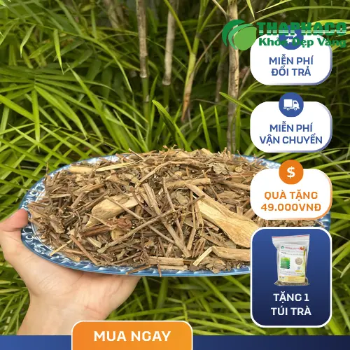 Hình ảnh hương nhu sấy khô chất lượng cao của THAPHACO